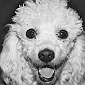 Happy Poodle